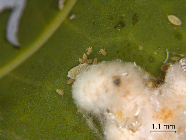 圖2.木瓜秀粉介殼蟲之體表白色臘粉及各齡期若蟲。