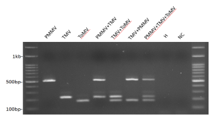 圖二、使用RT-PCR偵測番茄嵌紋病毒、甜椒微斑駁病毒與菸草嵌紋病毒三合一同時偵測。多重檢測技術可以一次測出3種病毒。