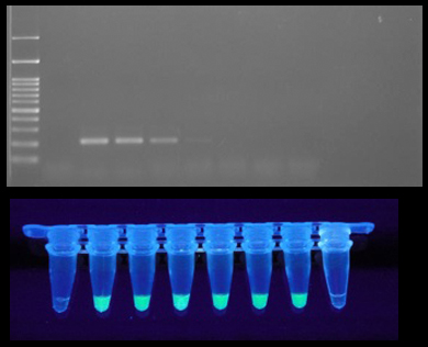 圖三、快速檢測法 檢測靈敏度較傳統RT-PCR提高100-1000倍。