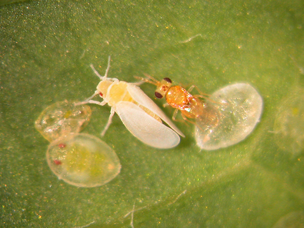 蚜小蜂寄生粉