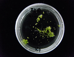 十字花科甘藍類蔬菜小孢子培養流程-小孢子胚發育之階段。