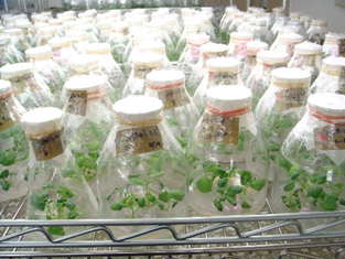 十字花科甘藍類蔬菜小孢子培養流程-胚發育為植株階段。