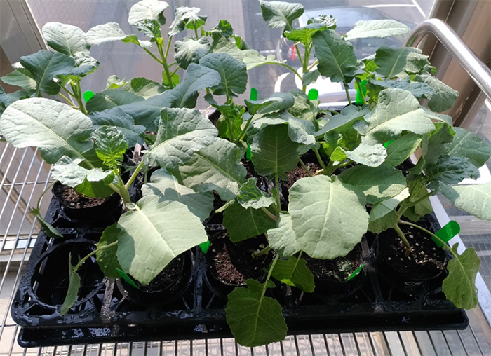十字花科甘藍類蔬菜小孢子培養流程-出瓶馴化後之花椰菜雙單倍體植株。