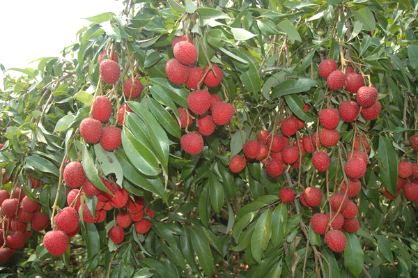荔枝台農6號果皮鮮紅豔麗、豐產。