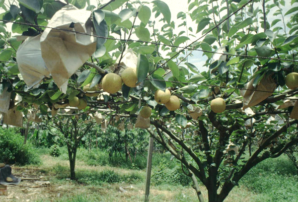 梨台農3號為短果枝型綠皮品種，適合作Y字型整枝。