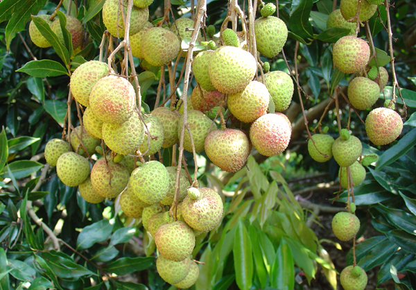 台農1號翠玉荔枝栽培容易，產量高而穩定。