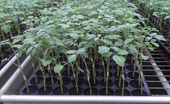 鳳山3號雜交茄子根砧嫁接番茄每年推廣量超過一百萬苗