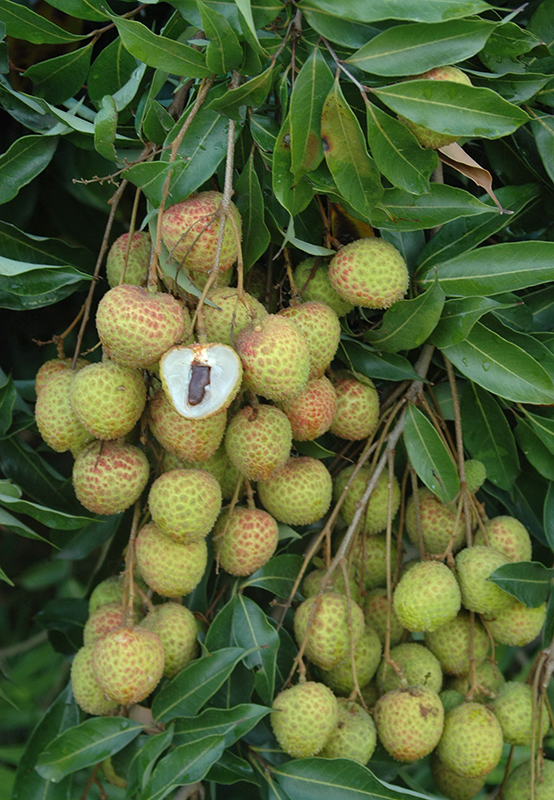 台農1號翠玉荔枝果實成熟時帶有綠色果皮。