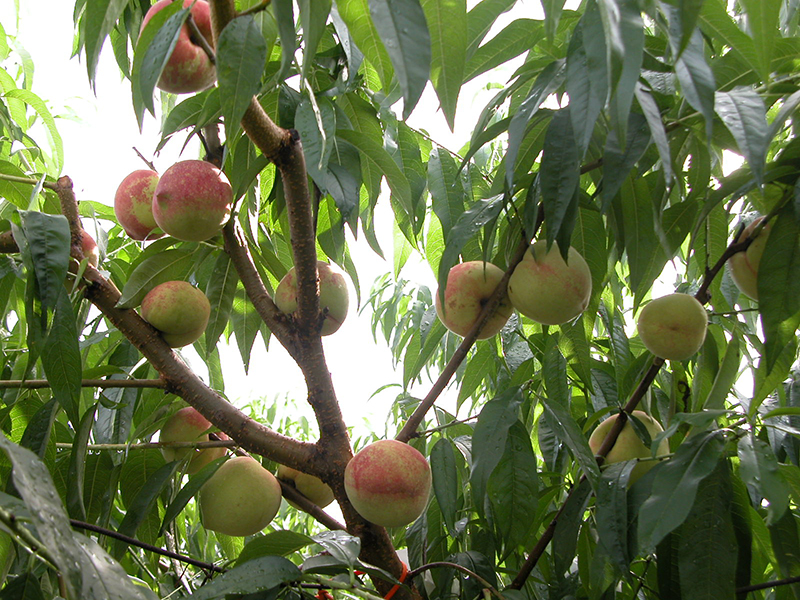 桃台農2號在樹上的著果情形。