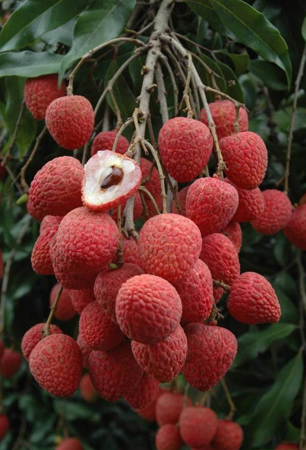 荔枝台農5號果實紅色長心形，產量高。