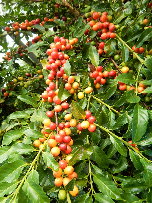 台農1號咖啡豆產量高