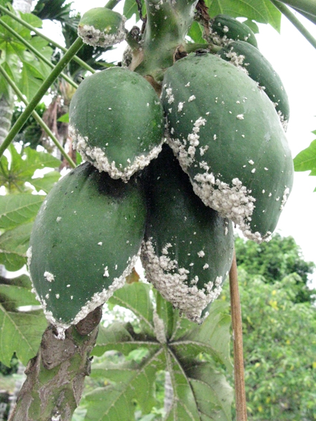 圖2.木瓜秀粉介殼蟲危害木瓜果實情形。
