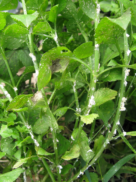 圖3.廣泛分佈於農田或路旁之咸豐草,為木瓜秀粉介殼蟲重要寄主植物。往往亦成為此害蟲擴散及防治之死角。