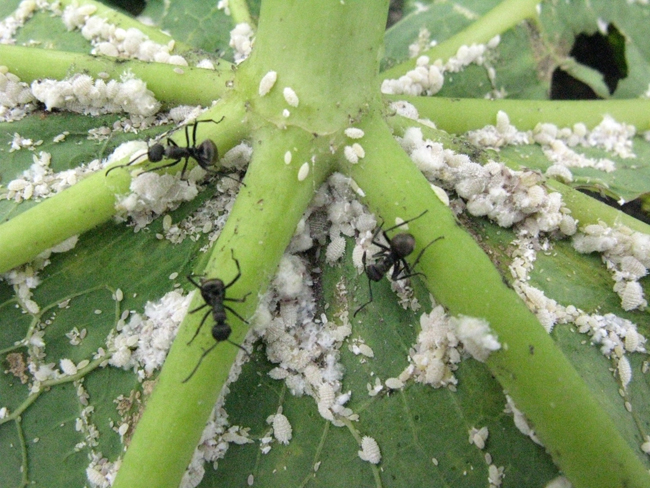 圖4.螞蟻與木瓜秀粉介殼蟲共生,其搬運行為加速害蟲的擴散範圍。