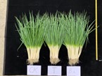 微生物肥料用之液化澱粉芽孢桿菌T33SR2菌株及其增量技術