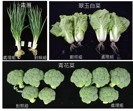 微生物肥料用貝萊斯芽孢桿菌JS菌株及增量培養技術