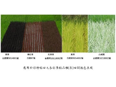 應用於彩繪稻田之彩葉稻繁殖技術