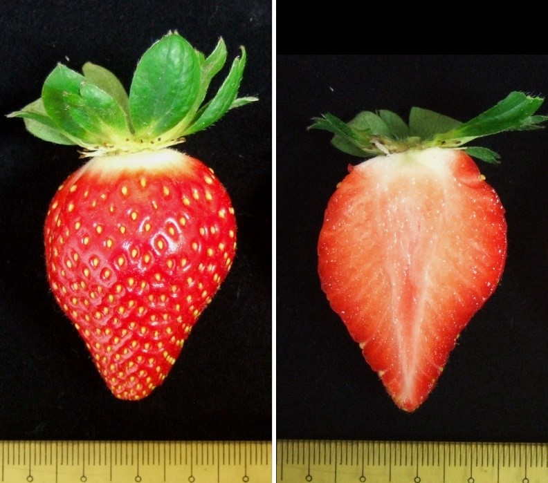 草莓「台農1號」