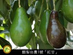酪梨‘台農1號’(續約)
