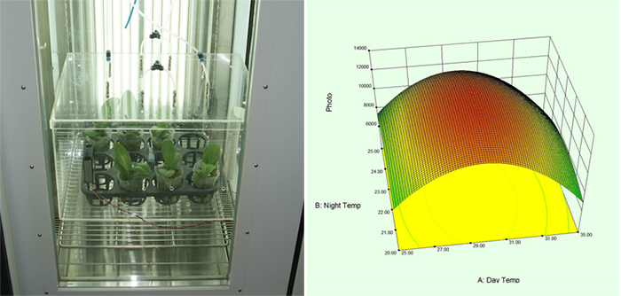 The facility for testing physiological characteristics of Phalaenopsis seedlings (left) and the data collected from the test showing differences in growth response of Phalaenopsis varieties (right).