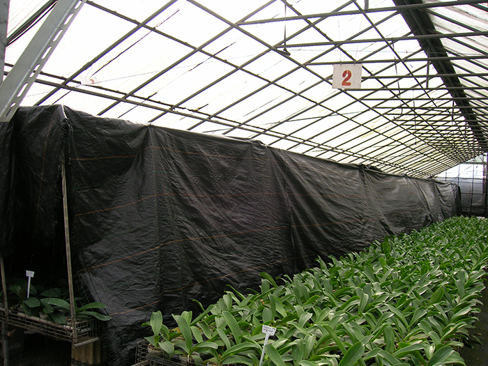 A greenhouse with shading treatment for the prevention of spike formation of Phalaenopsis plants in winter.
