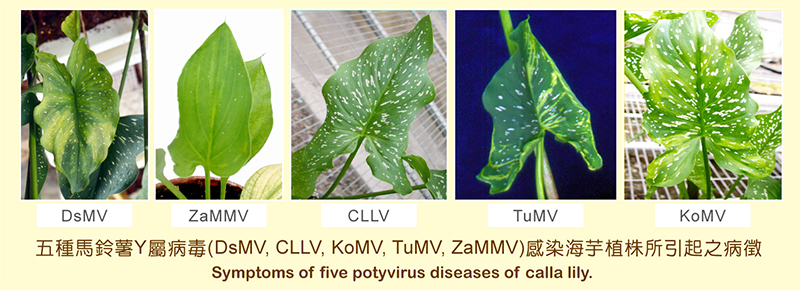 Symptoms of five potyvirus diseases of calla lily.