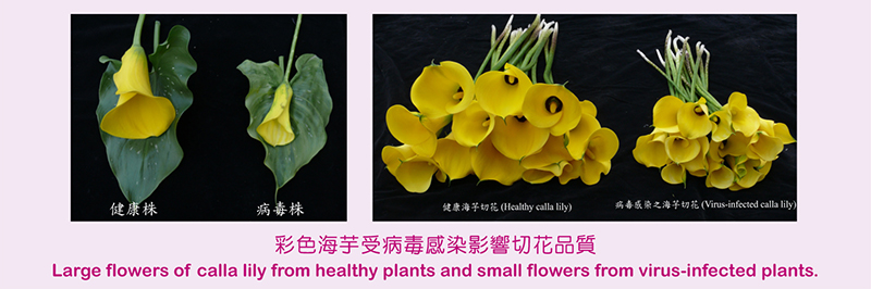 Large flowers of calla lily from healthy plants and small flowers from virus-infected plants.