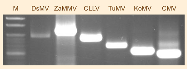 Using RT-PCR technology to determine the type of virus in field samples of calla lily.