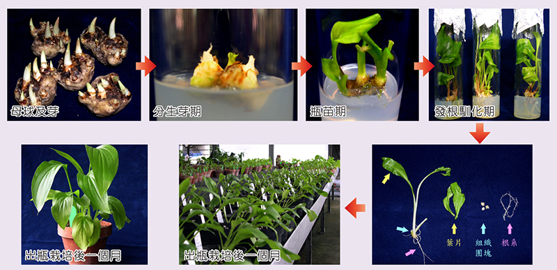Propagation of virus-free calla lily seedlings tissue culture techniques (top row) and indexing of different tissues for the presence of viruses (bottom row).