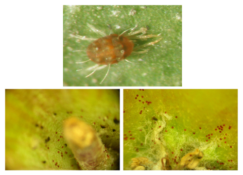 Eggs of mites are most commonly found on stalks and navels of imported apples.