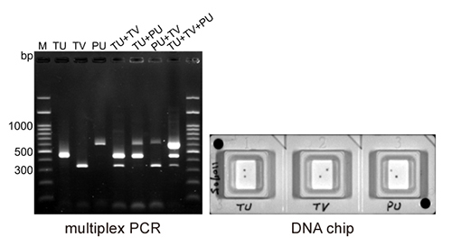 Multiplex PCR (left) and DNA chip (right) for detection of quarantine species of mites on imported apples.