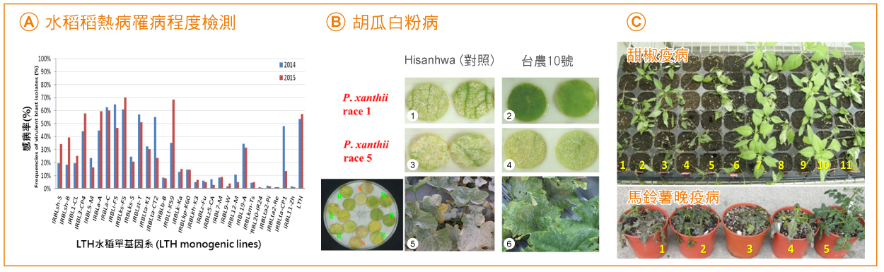 Rice blast (A), powdery mildew of Cucurbitaceae (B), phytophthora blight of pepper and late blight of potato (C), and other pathogenic fungi for test.