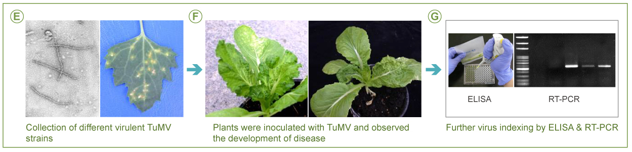 Fig. 2. (E)Collection of different virulent TuMV strains → (F) Plants were inoculated with TuMV and observed the development of disease → (G) Further virus indexing by ELISA & RT-PCR.