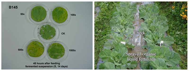 Developing an organic liquid fertilizer with biocontrol activity against Plutella xylostella