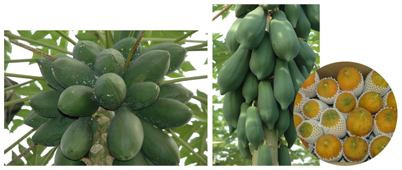 Integrated cultural management of organic papaya grown under a net house