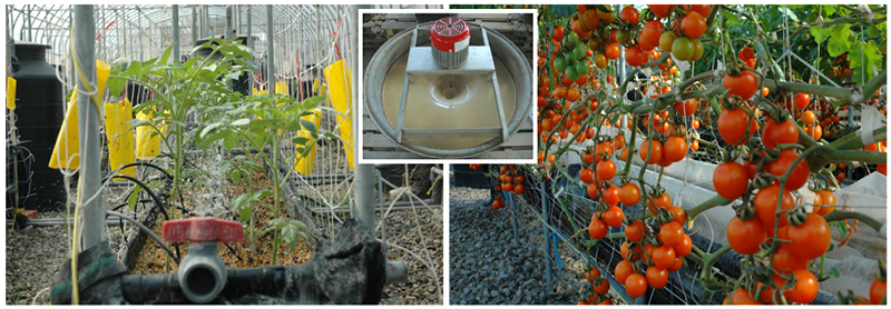 Organic tomato farming with soilless culture