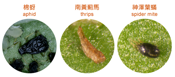 Shrinkage or swollen body of pests (aphid; thrips; spider mite)