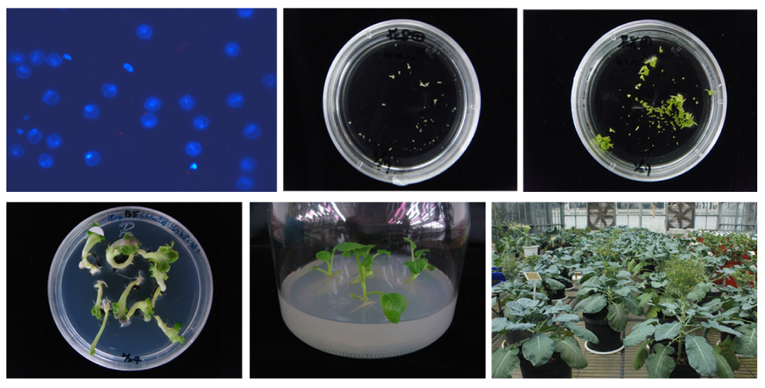 Microspore culture and embryogenesis of cauliflower and broccoli plants.