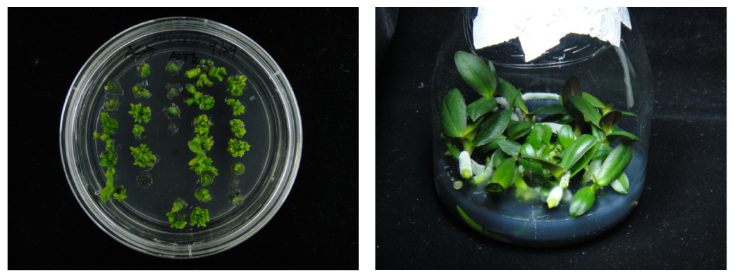 Shoot regeneration and development of Phalaenopsis using thin cell layer culture derived from short stem.