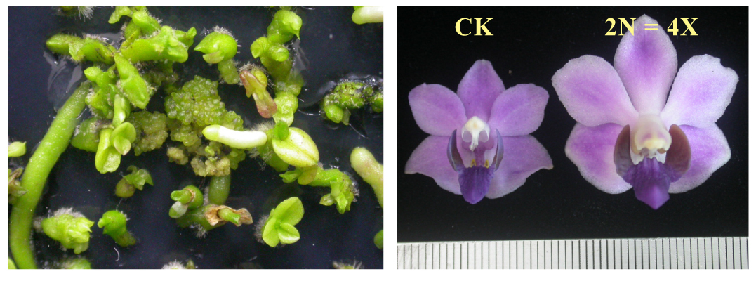 Embryo rescue of intergeneric hybridization and flower of polyploidy.