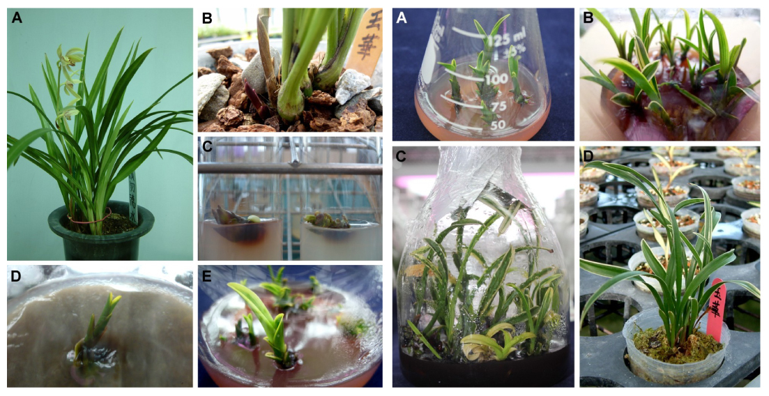 In vitro bud-cutting method including disinfection of shoots, in vitro shoot multiplication, rooting and ex vitro acclimation of Cymbidium ensifolium 'Yuh Hwa'.