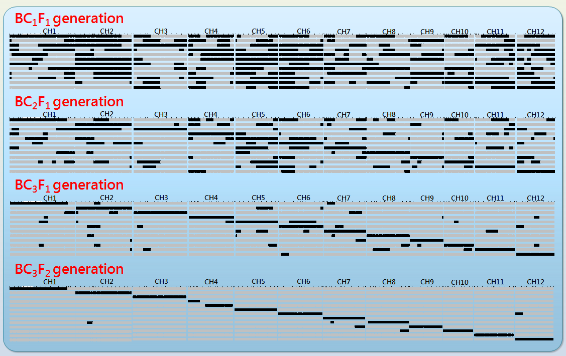 Background recovery ratio of whole chromosome substitution lines (WCSL) in each backcross generation