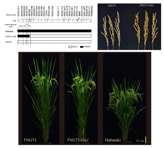 Plant, panicle type, and genotype of novel line TNG71-Gn1