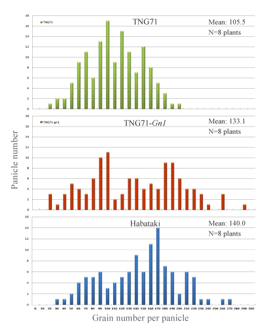 Grain number distribution of TNG71-Gn1 and two parents