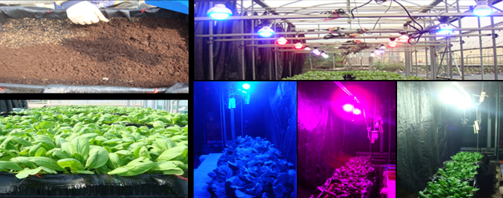 Fig. 1. Suitable combination of lighting system and fertigation can enhance the  quality of leafy vegetables. 