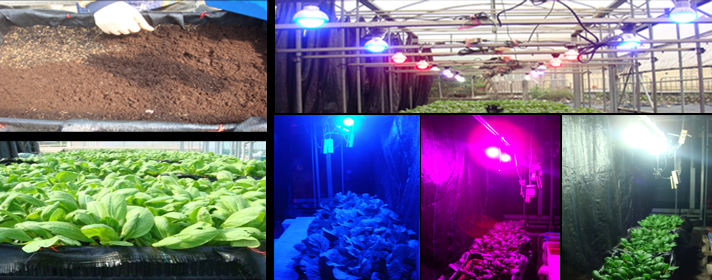 Fig. 1. Suitable combination of lighting system and fertigation can enhance the quality of leafy vegetables.