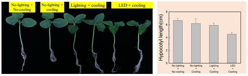 Fig. 2. Supplementary light with rhizosphere cooling treatment can effectively reduce hypocotyl elongation with strong vigor.