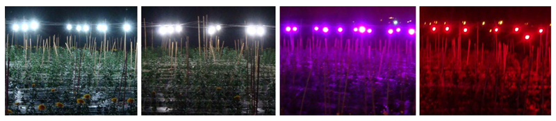 Fig.3. Nighttime lighting treatments on Chrysanthemum spp. 