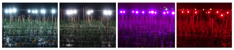 Fig.3. Nighttime lighting treatments on Chrysanthemum spp.