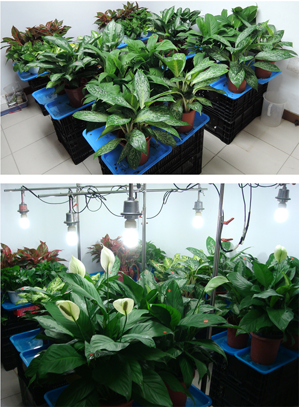 Fig. 4. Six selected ornamental plants grown under indoor light condition.
